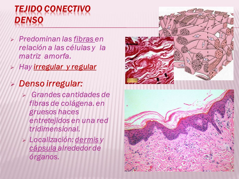 tejido conjuntivo componentes funcion y localizacion